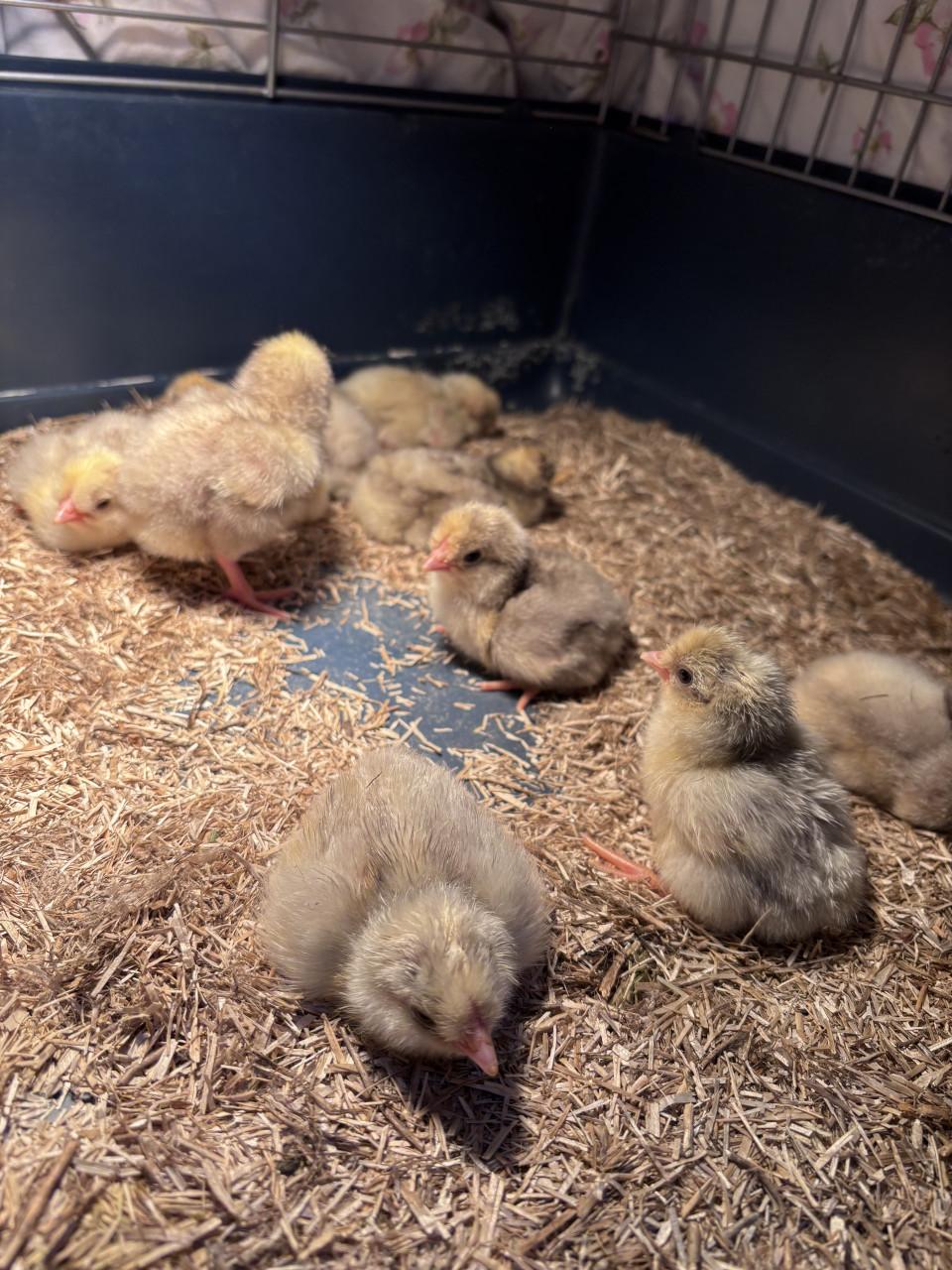 Schijndelaar kuikens