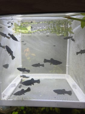 Aquariumvissen