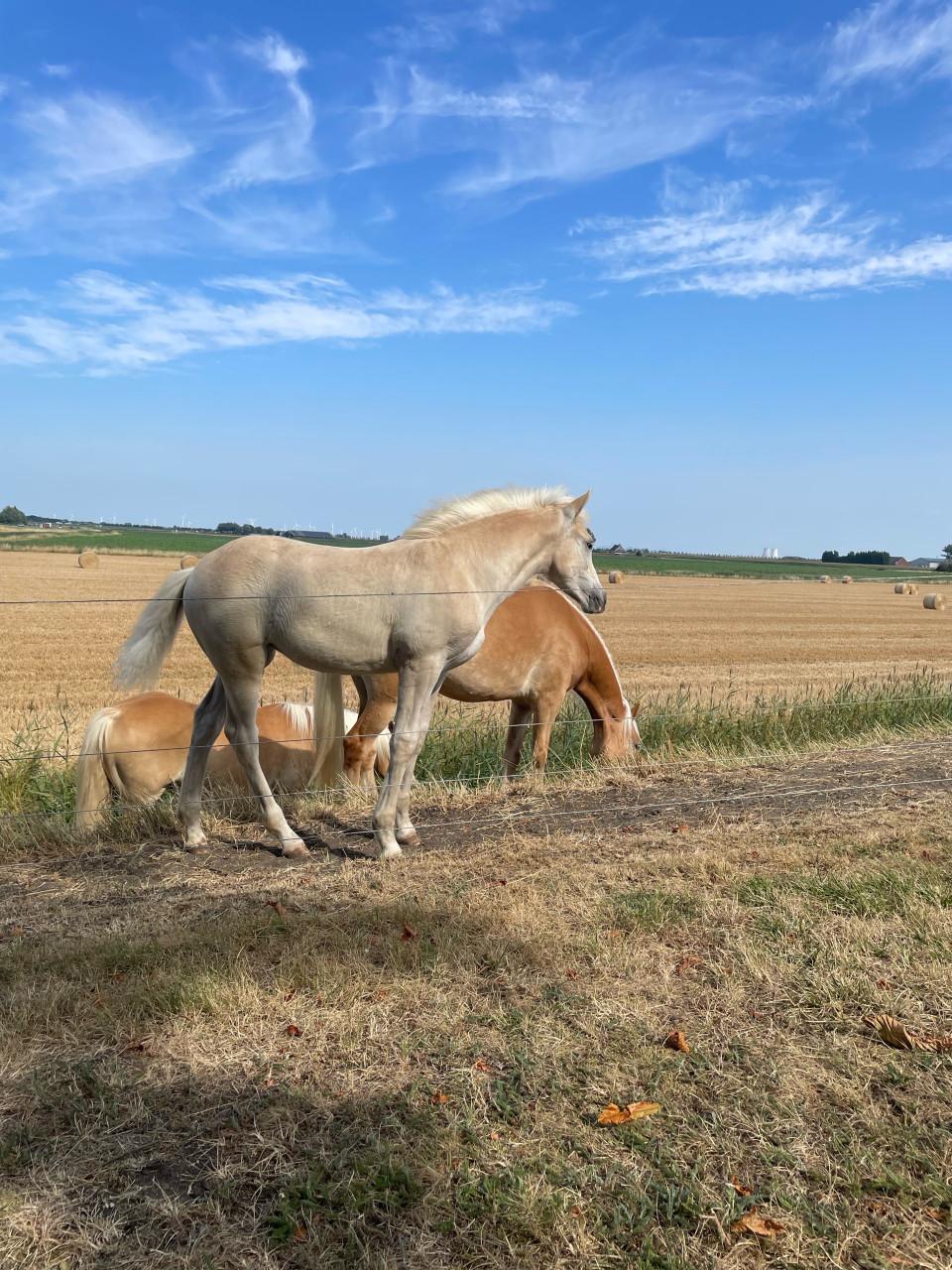 Haflinger merrie veulen