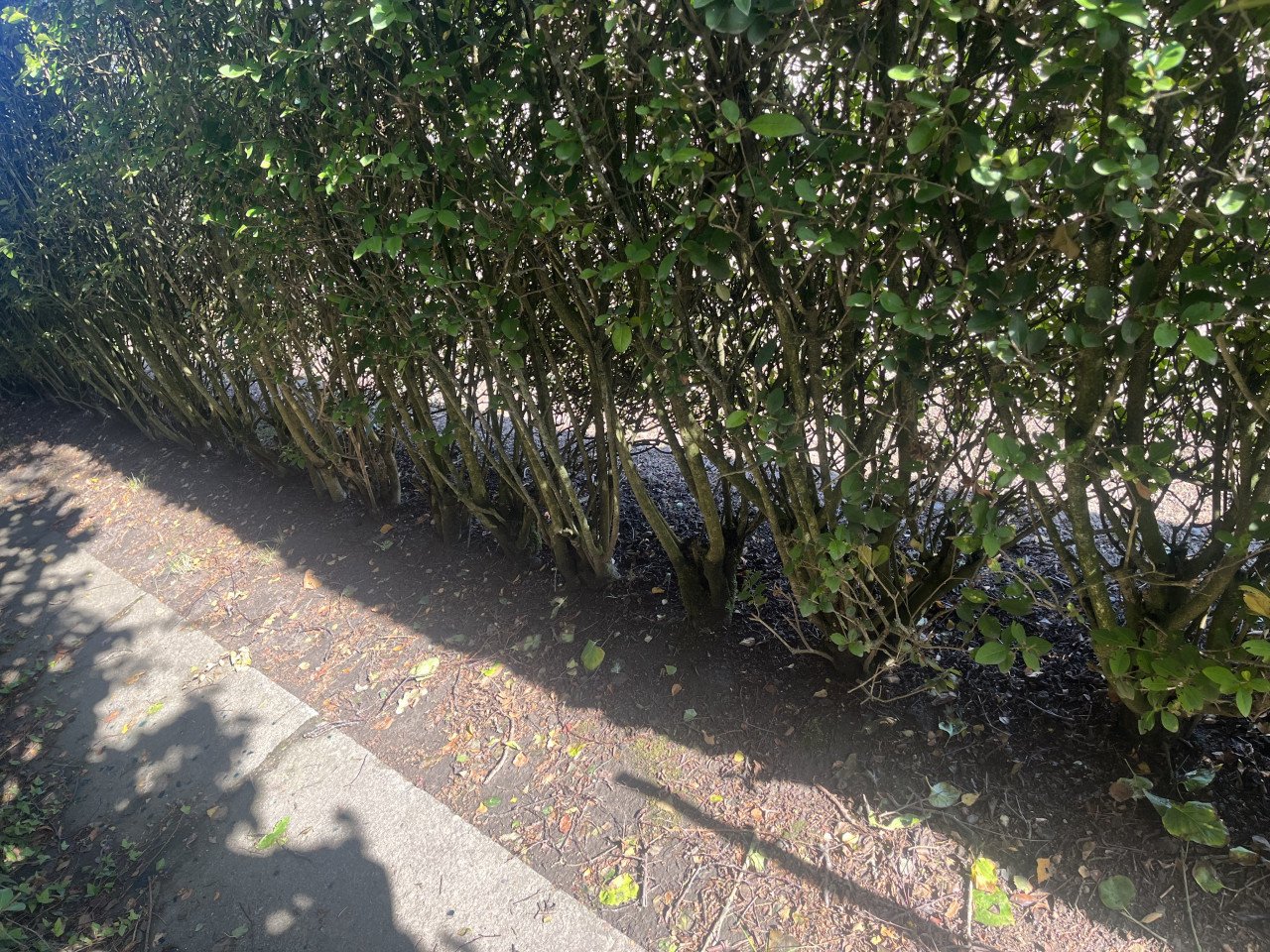Prachtige liguster heg (zelf uitgraven)