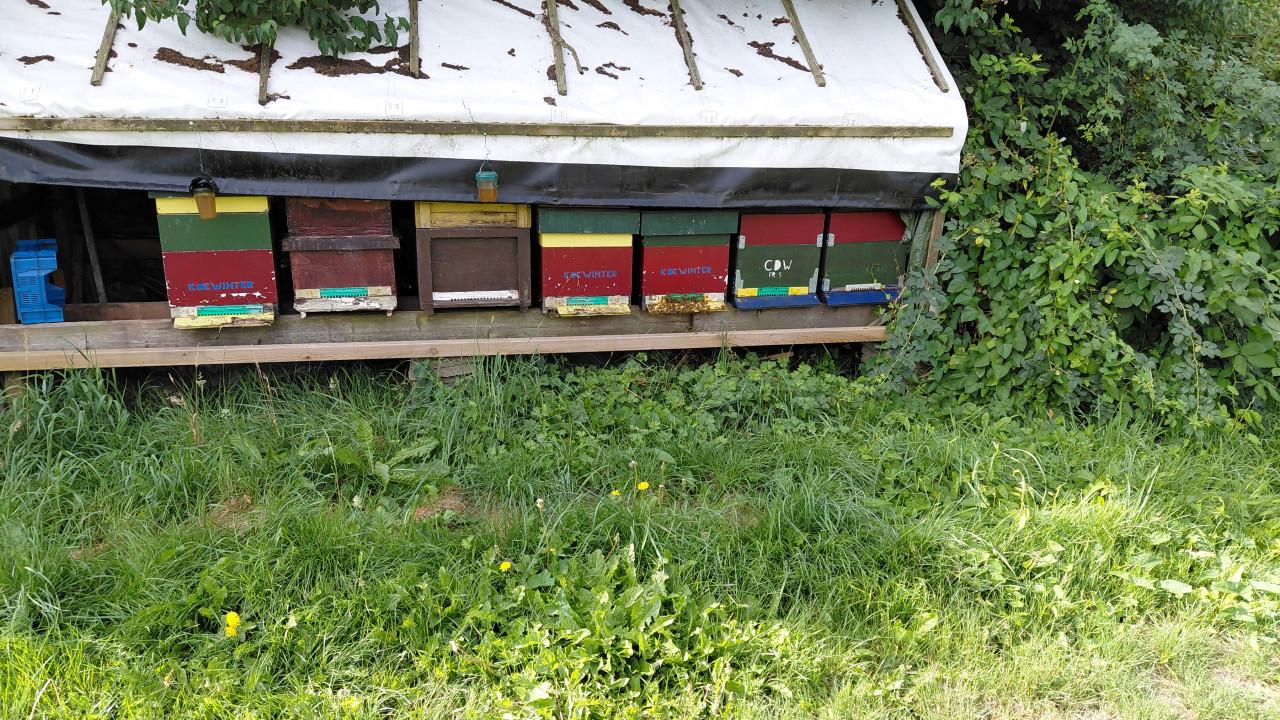 Bijen