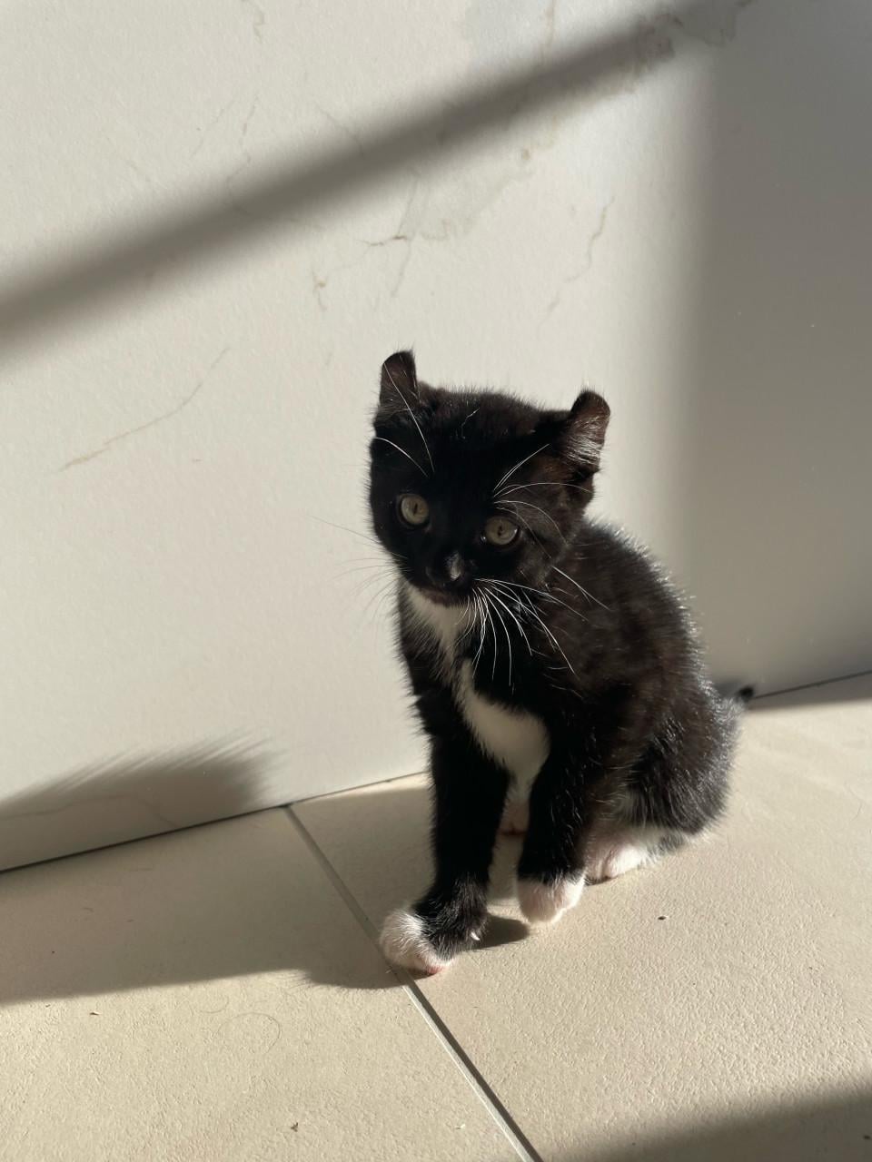 Kittens