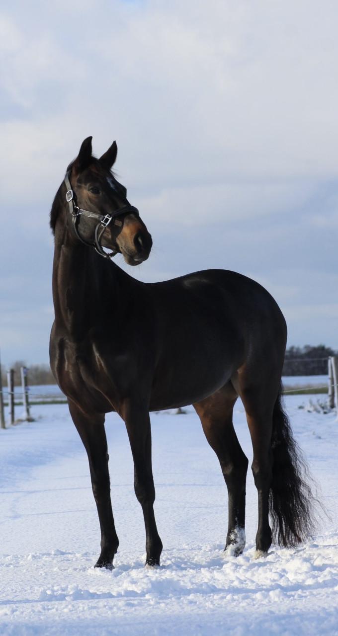 7 jarige spring merrie