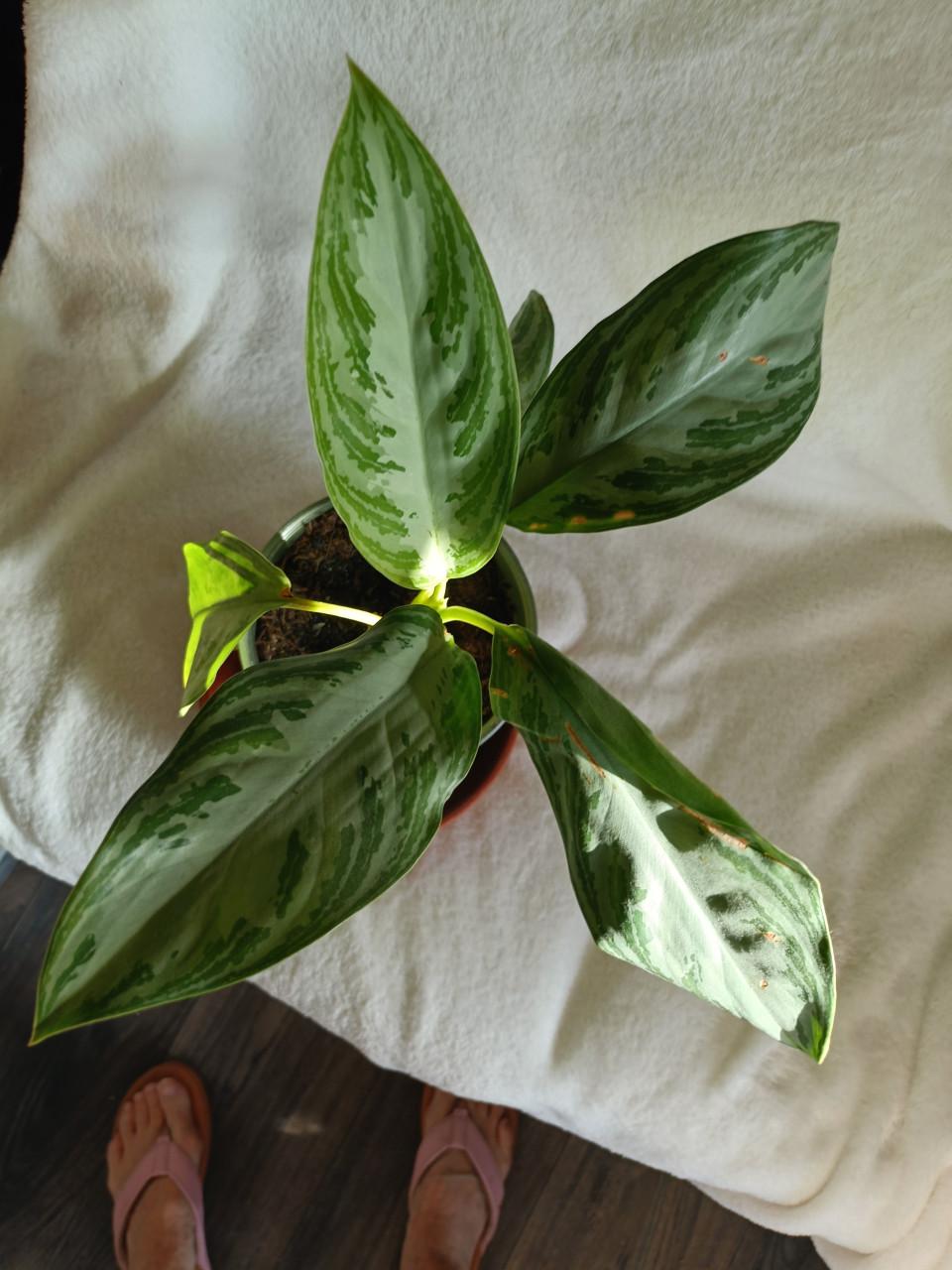 Jonge kamerplant