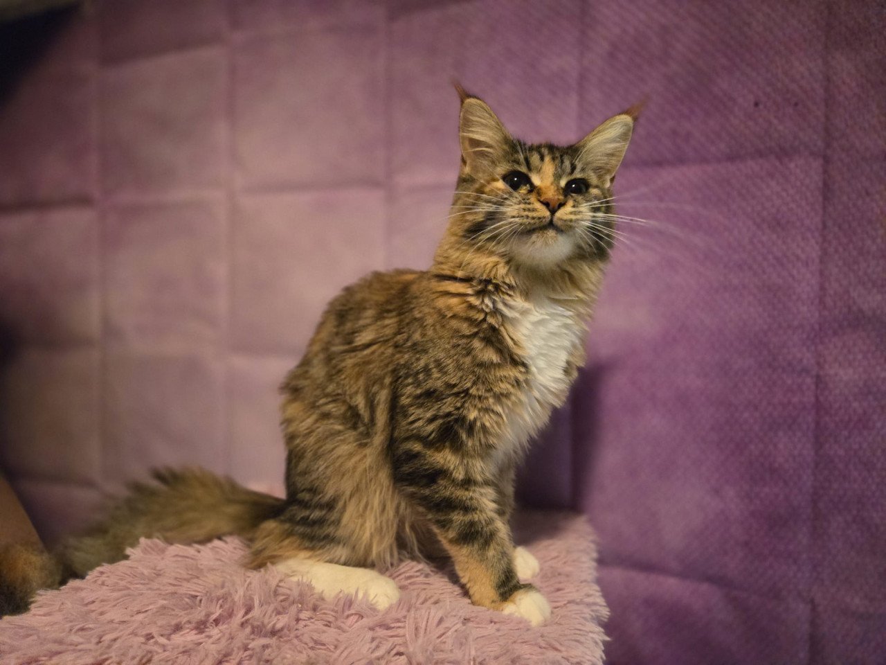 Maine coon poes met stamboom en fokrechten