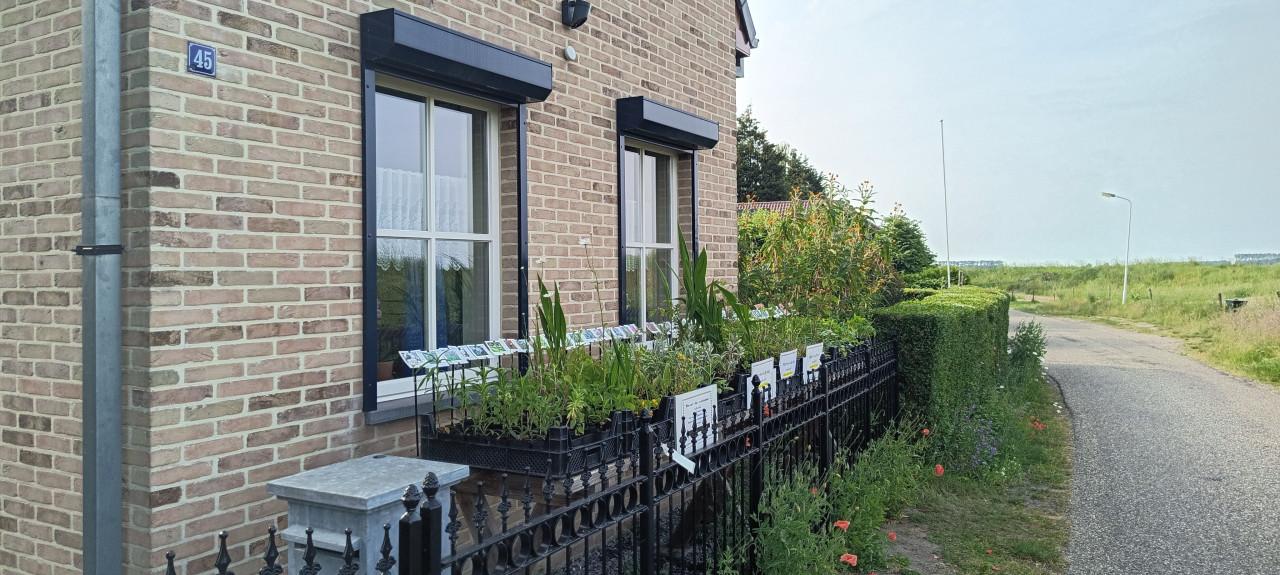 Veel keuze in ons plantenkraampje, bijen,- en vlinderplanten: €1,25 p/st.