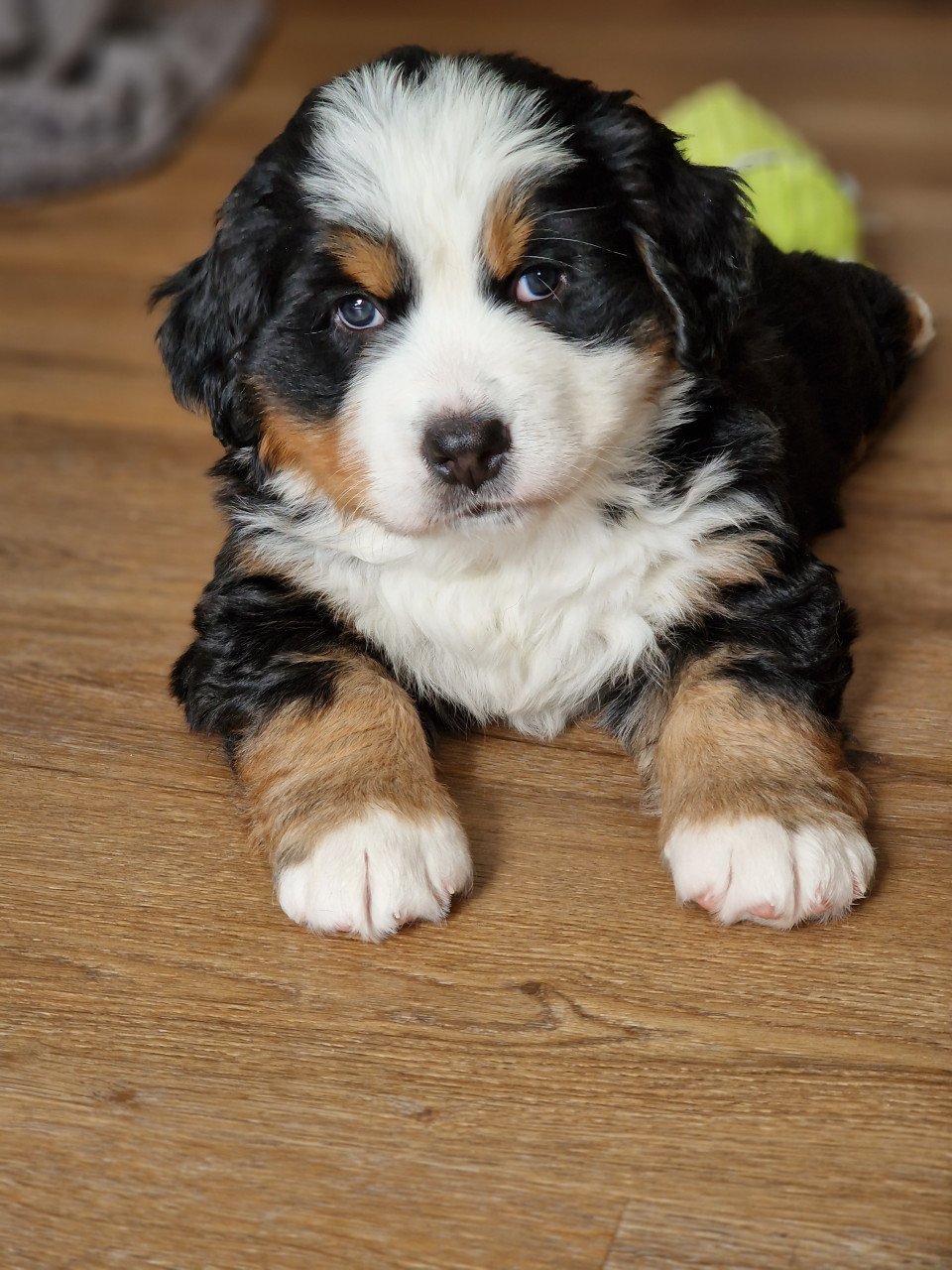 Bernersennen pup (reu) te koop