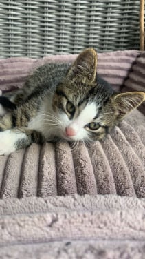 Kittens katten poes