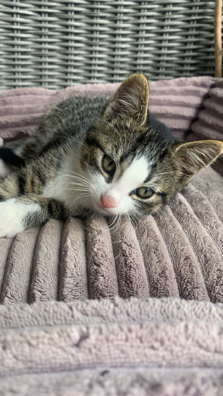 Kittens katten poes