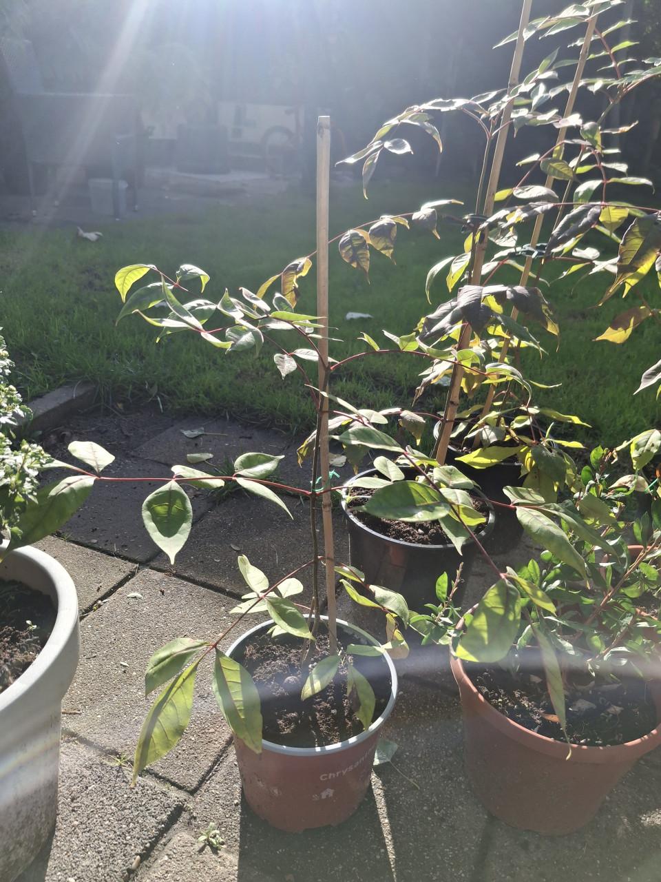 Bijenboom