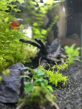 Aquarium incl. toebehoren