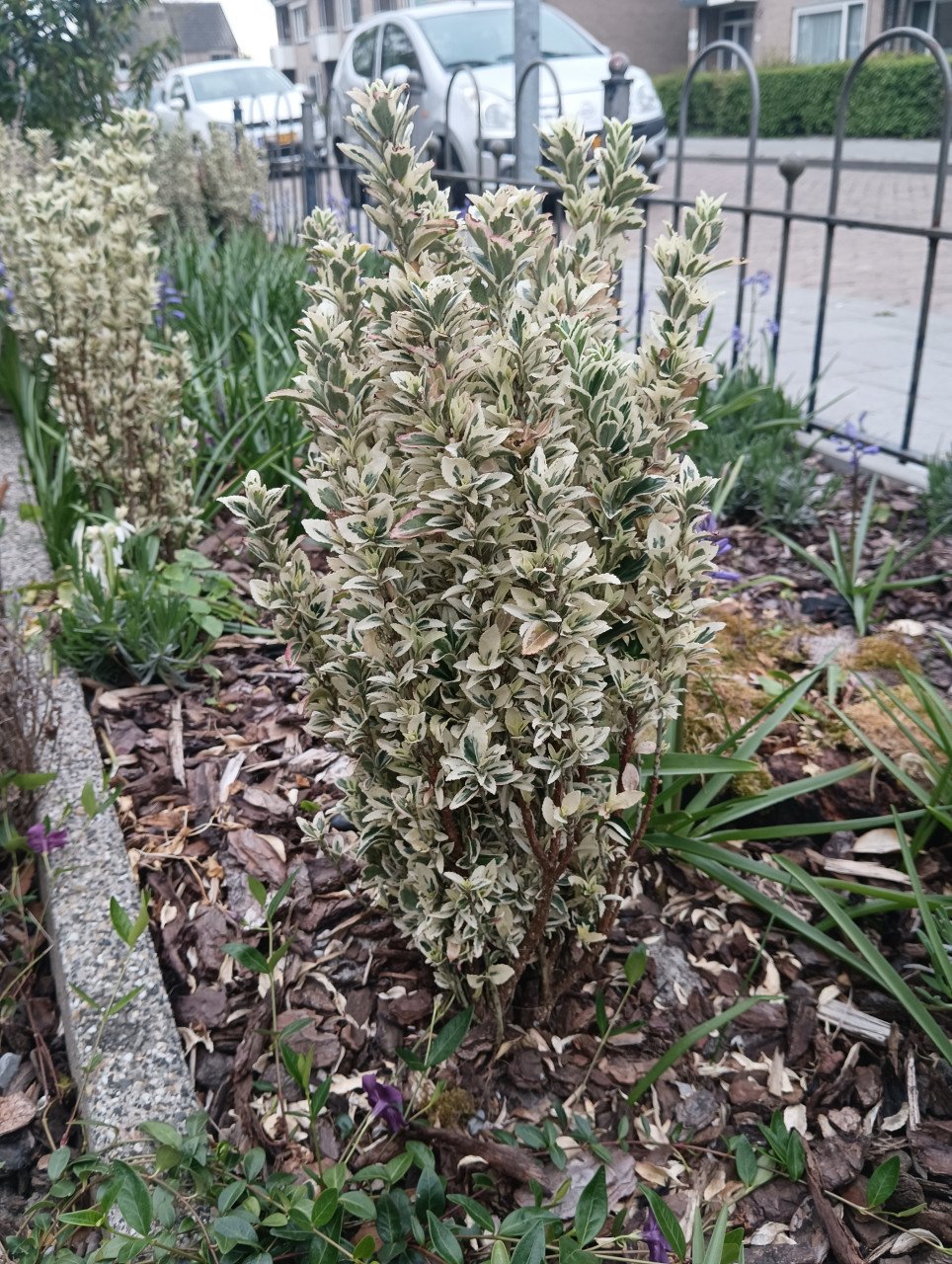 Euonymus Japonicus