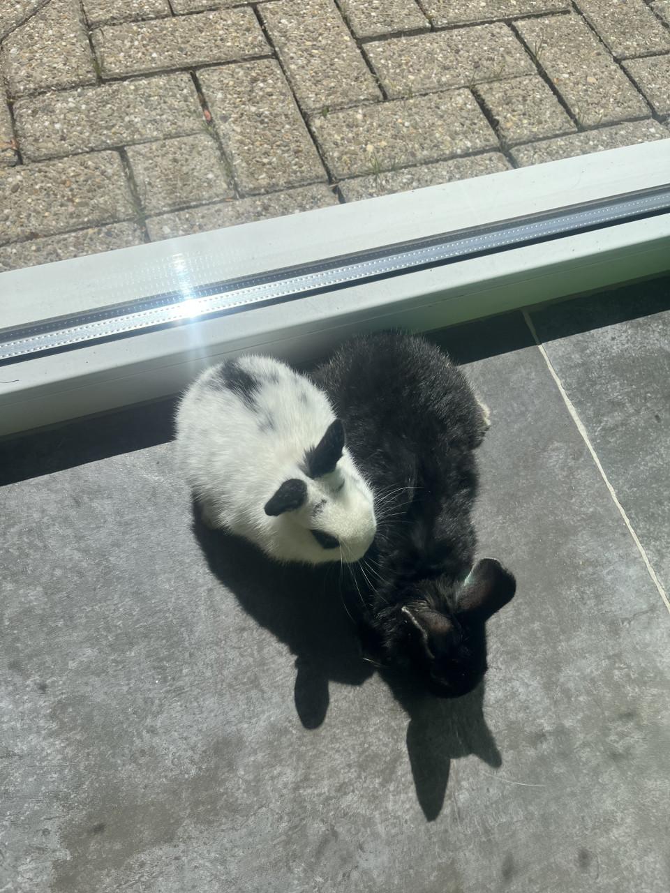 8 lieve baby konijntjes te koop