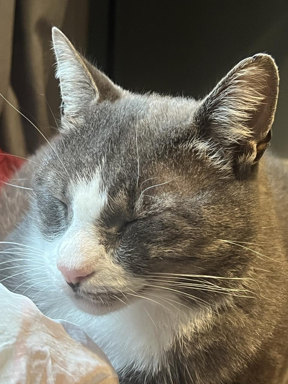 Lieve kater, gratis op te halen