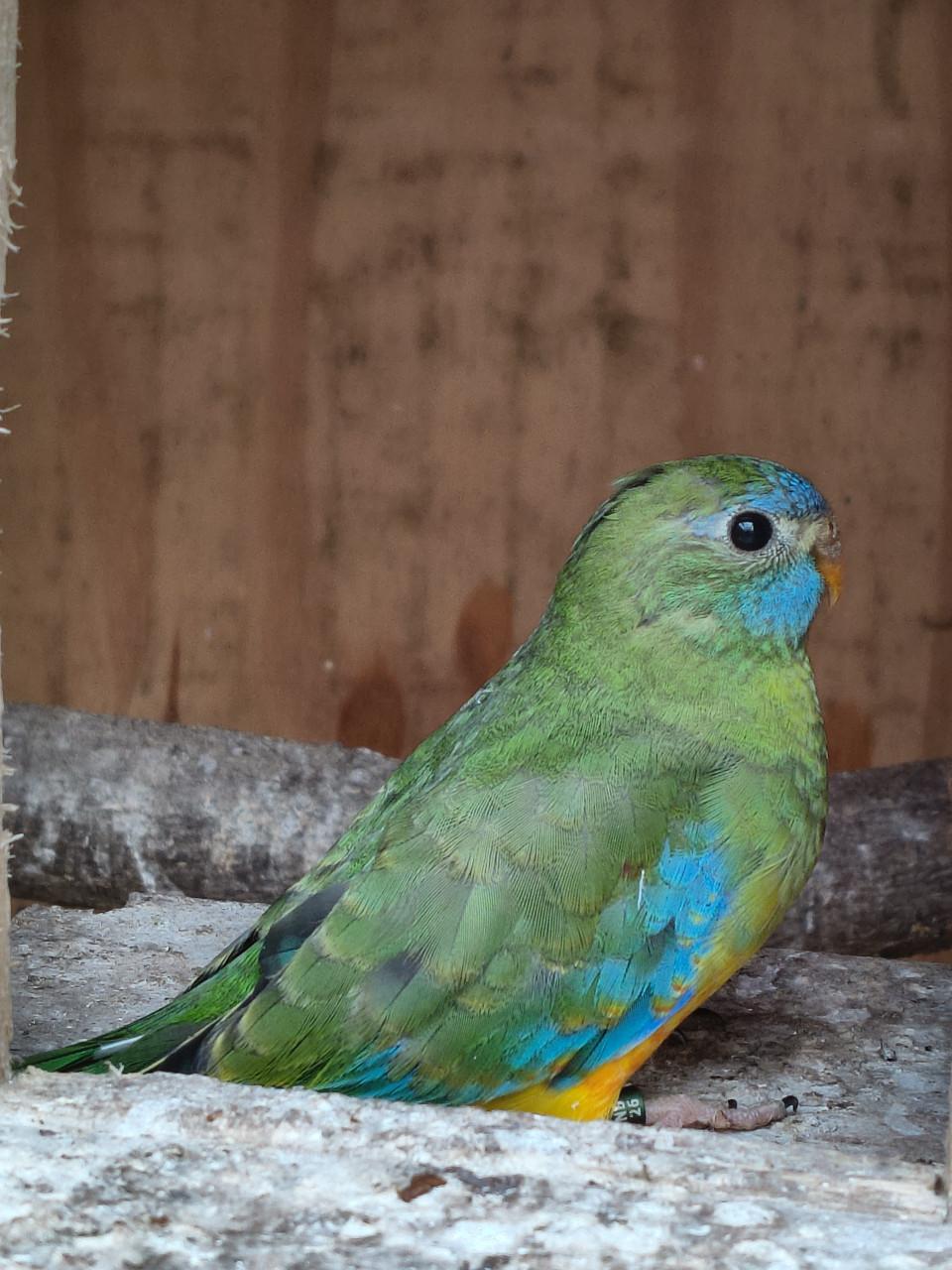 Turquoisines