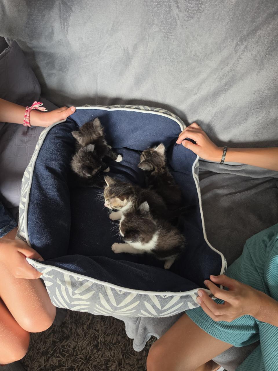 Kittens kitten poes poesjes huiselijke kring opgegroeid