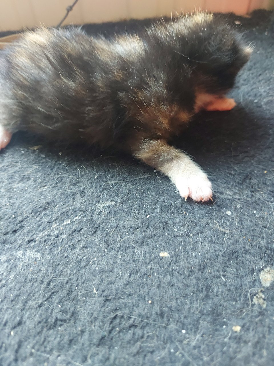 4 kittens 50 euro per kitten