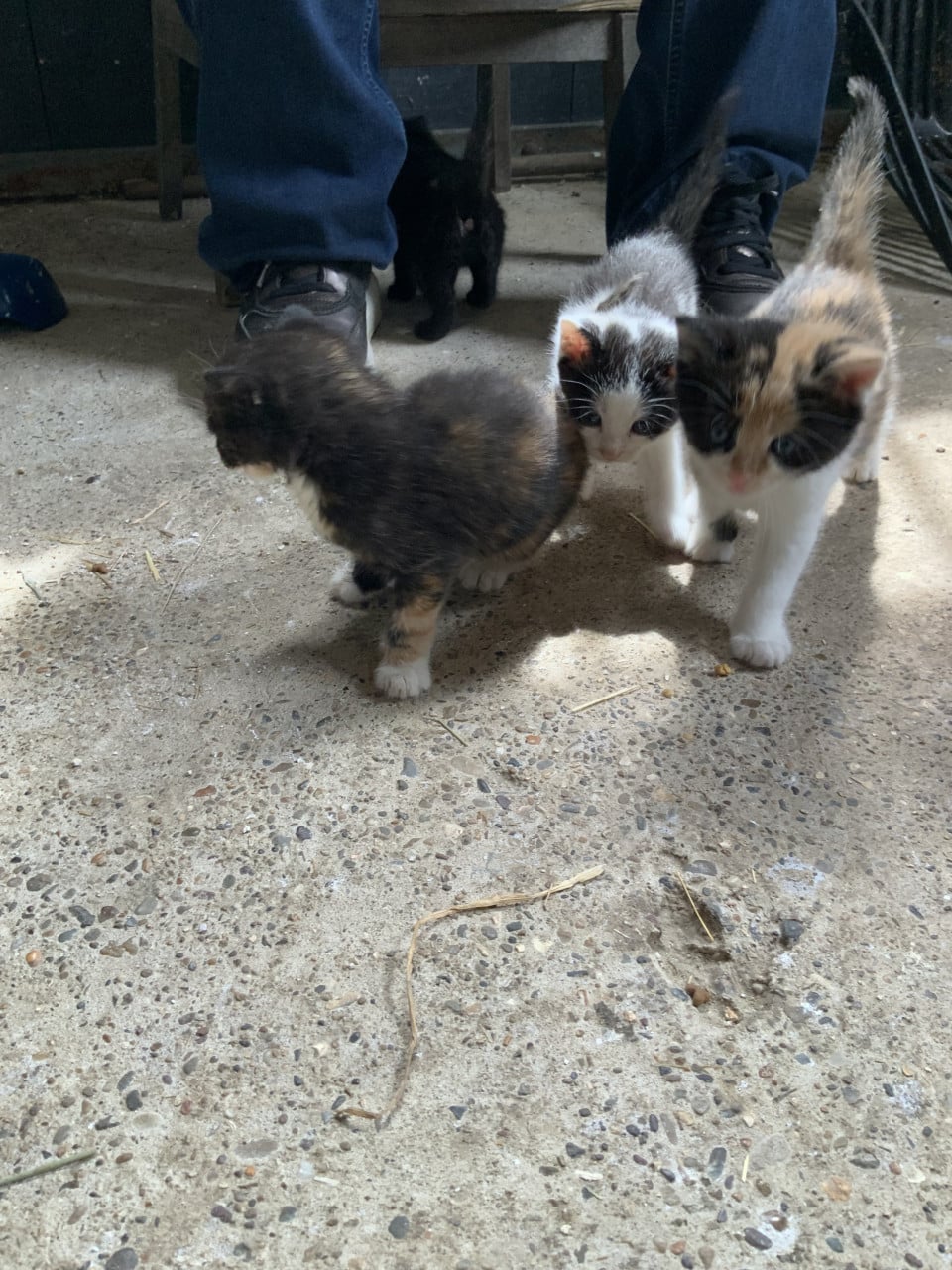 Kittens