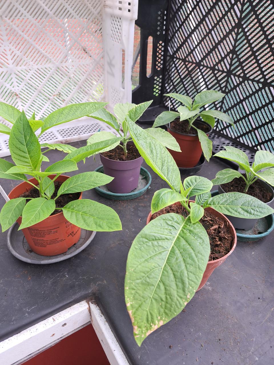 Brugmansia stekken