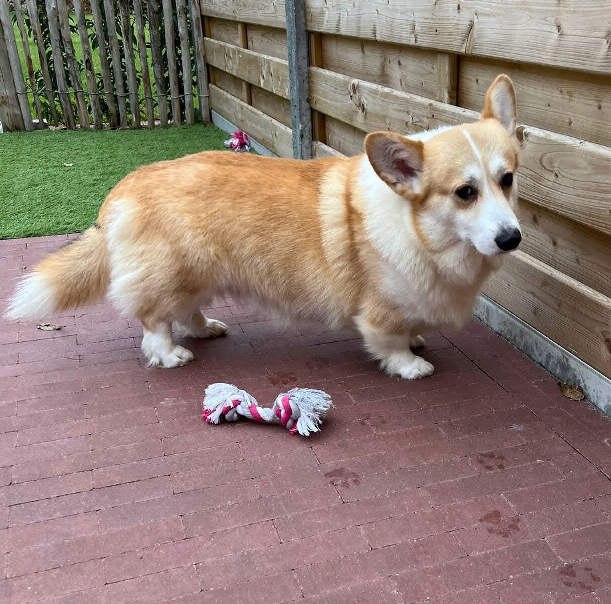 Welsh corgi pembroke puppies