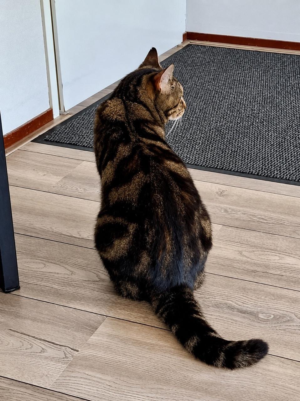 Puck zoekt gouden mandje