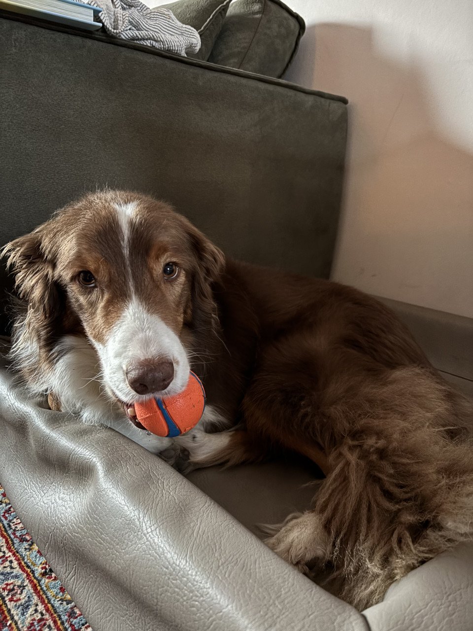 Border Collie Lowie ter adoptie/ herplaatsing