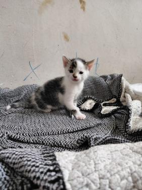 2 leuke katertjes te koop