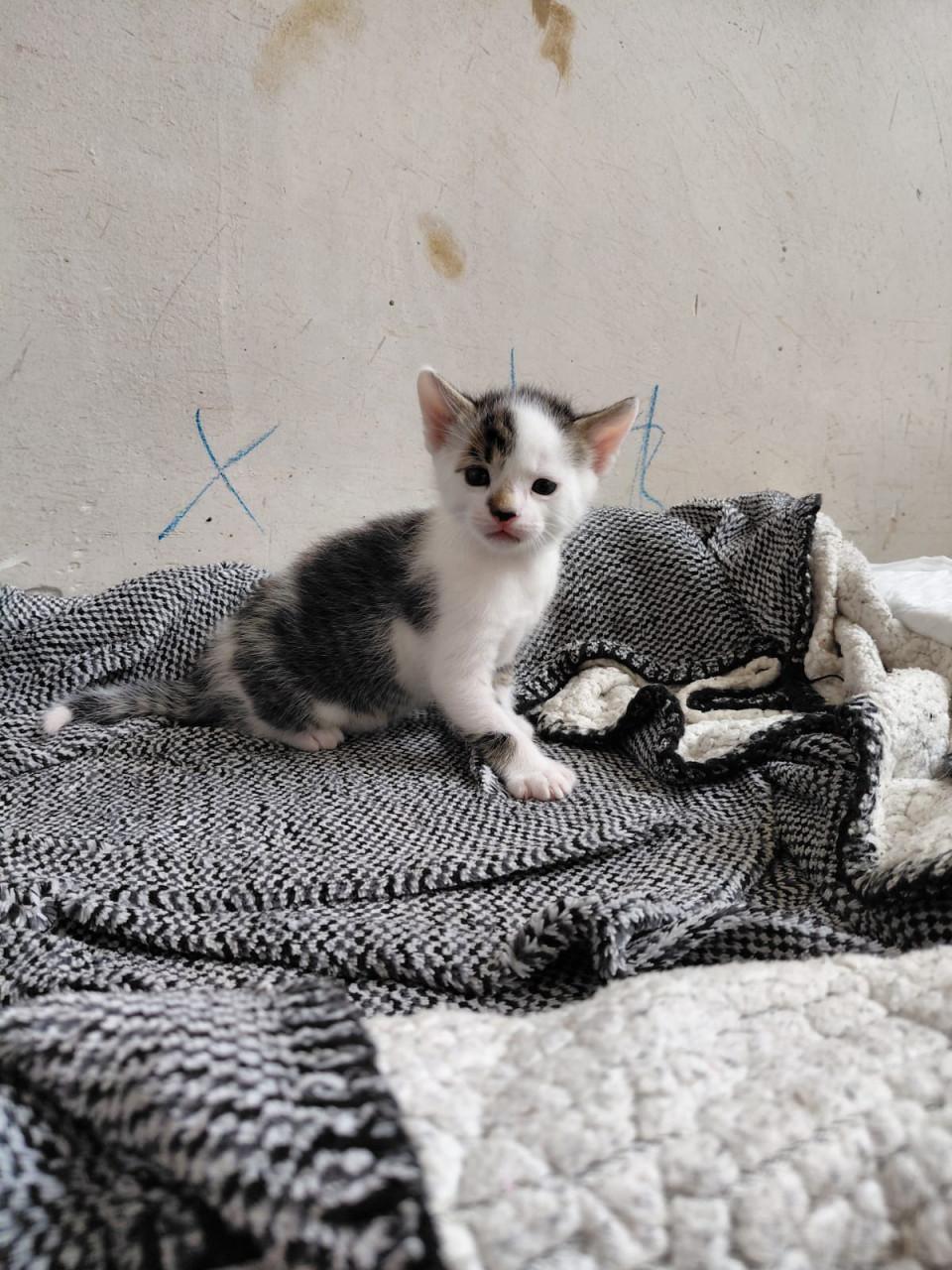 2 leuke katertjes te koop