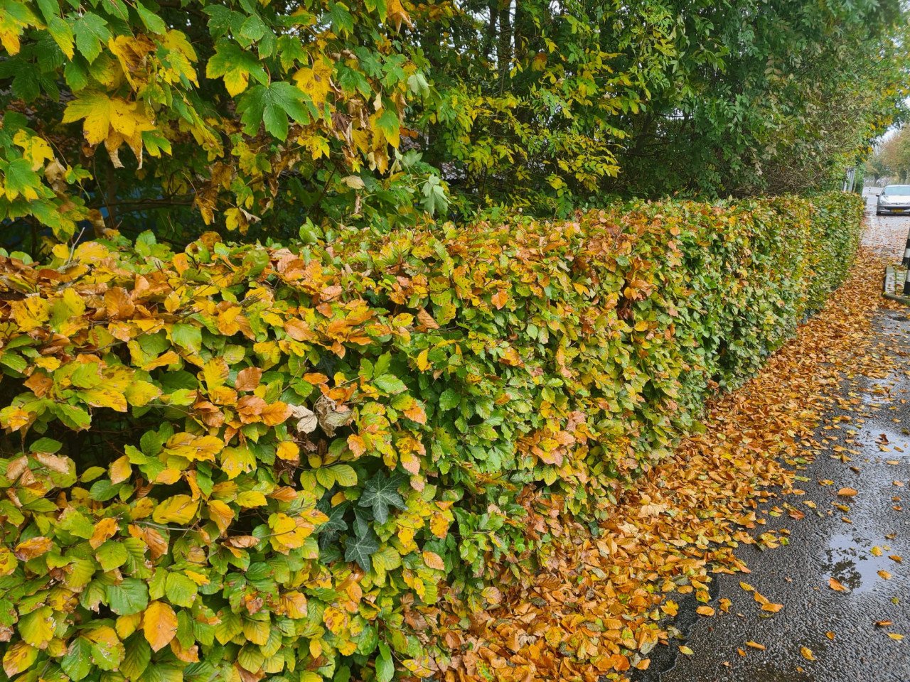 Beukenhaag (Fagus Sylvatica) in alle hoogtes