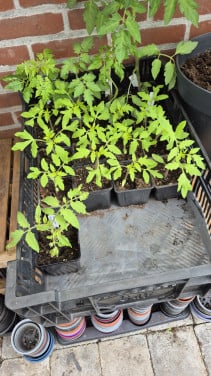 Tomatenplanten, komkommers en courgette