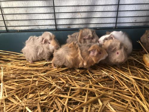 Knappe cavia’s!! Borstel/langhaar