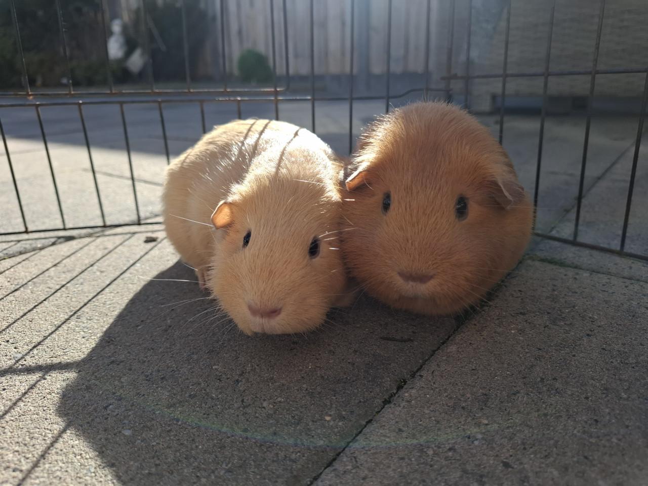 Lief mooi cavia koppel zeugjes