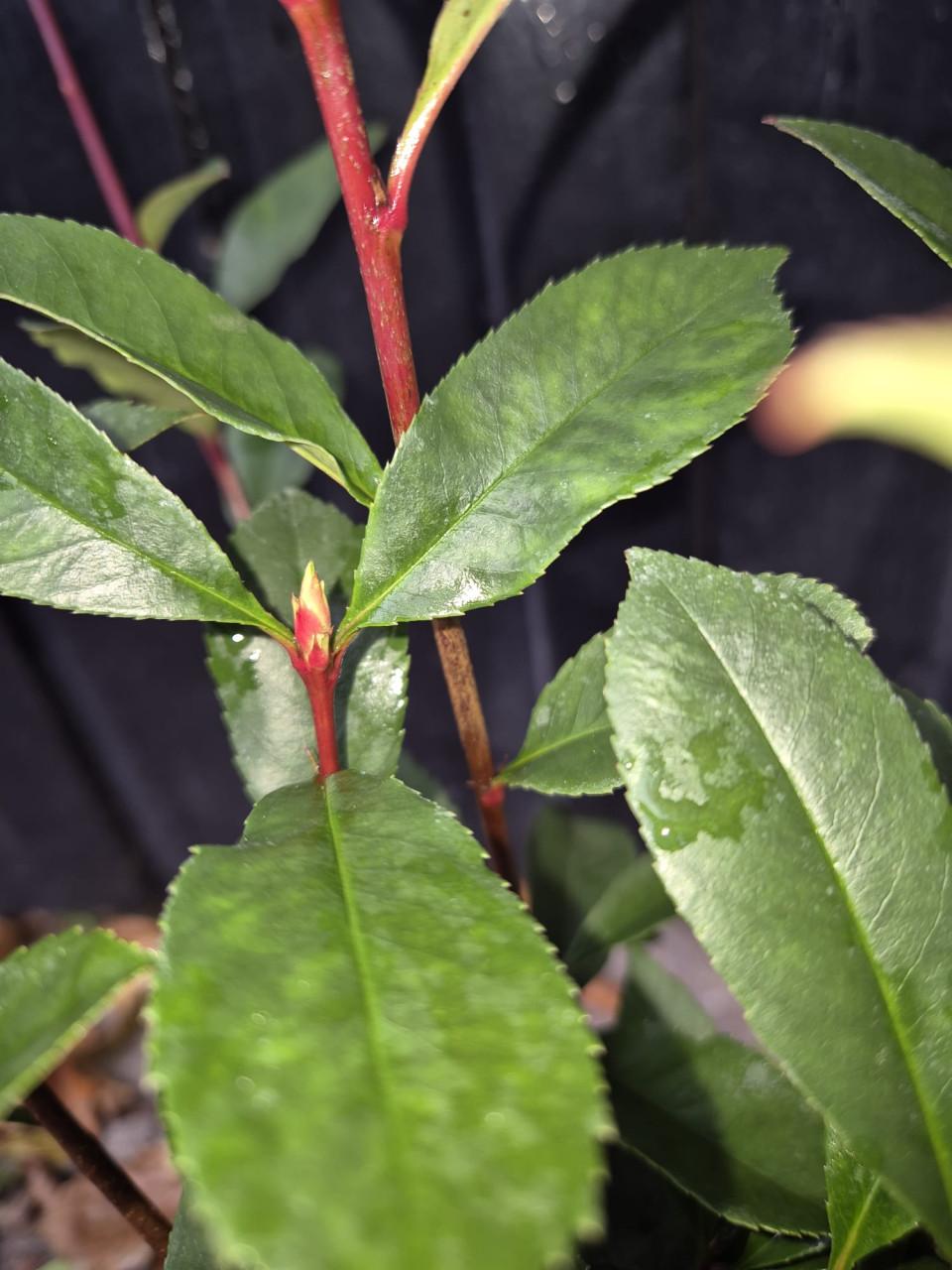 Photinia Carré Rouge glansmispel potgekweekt
