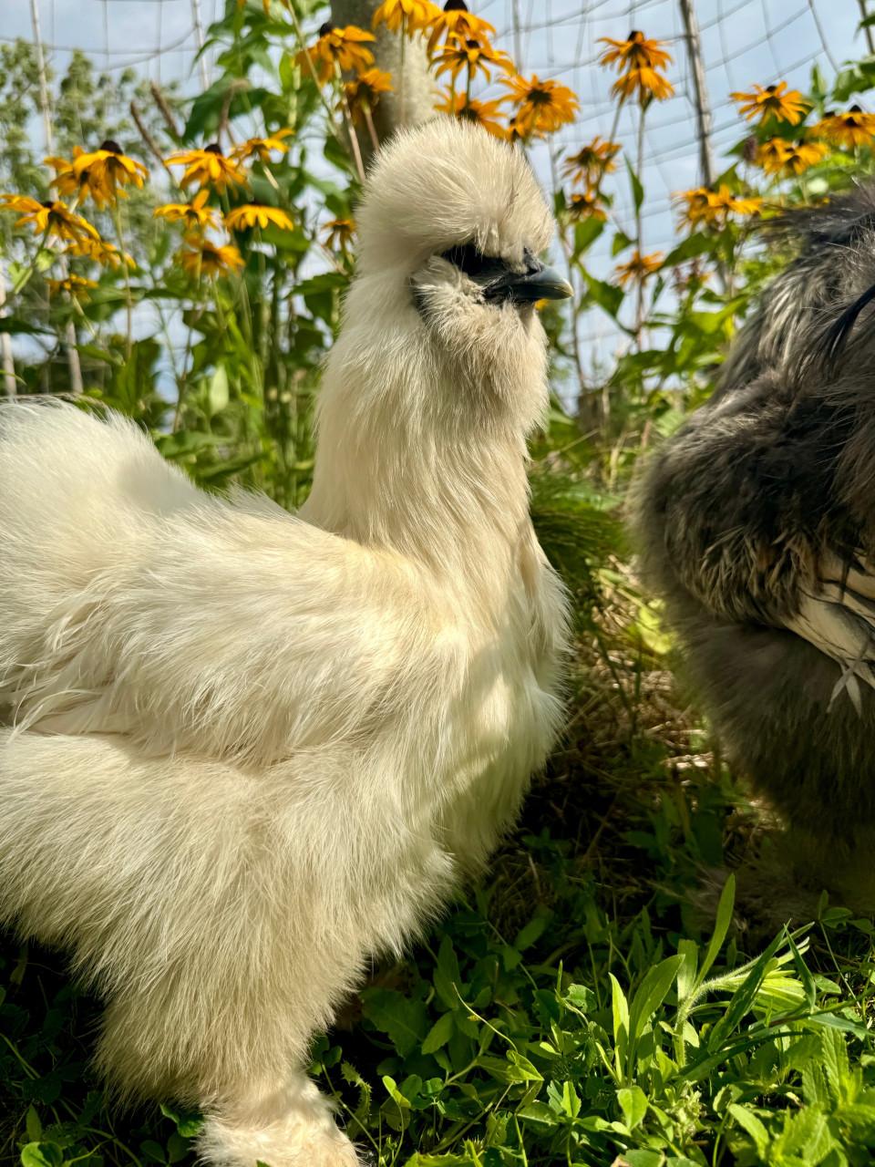 Broedeitjes zijdehoen