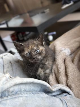 2 kittens