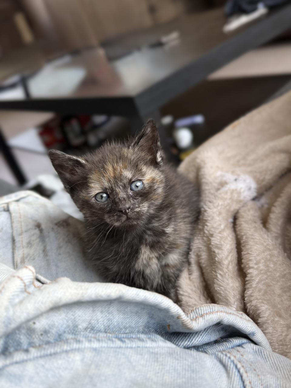 2 kittens