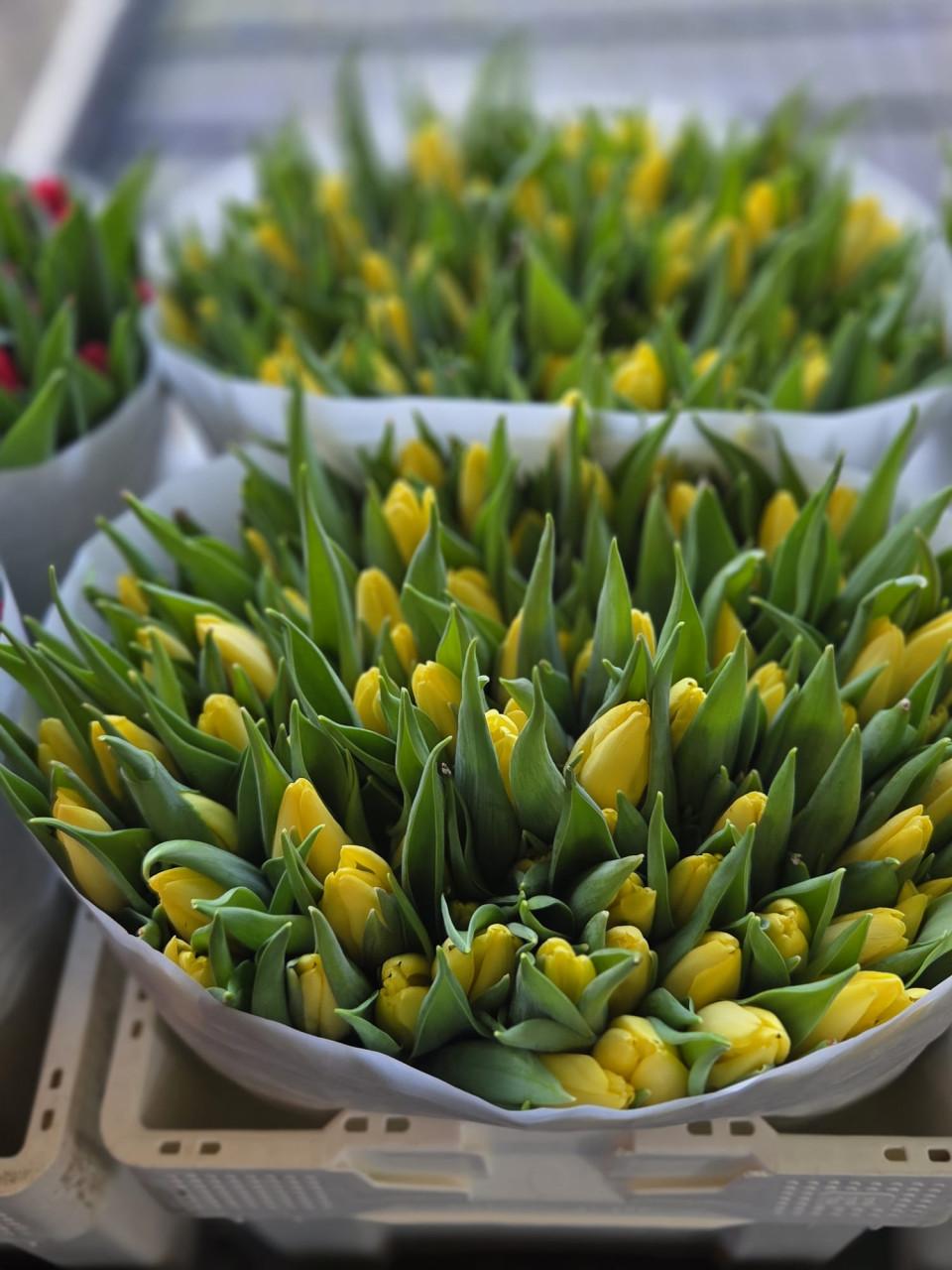 Verse Tulpen 10 stelen per bos