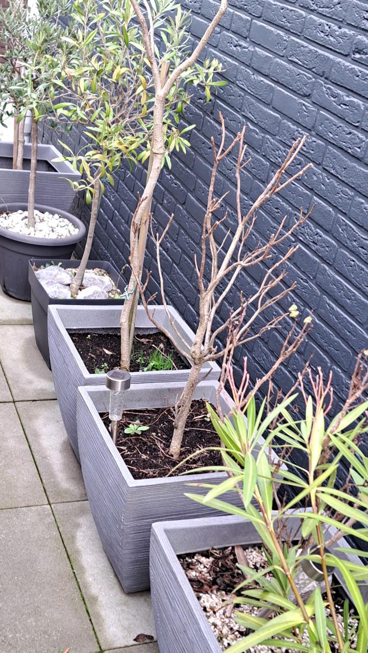 Plantenbakken incl. diverse planten