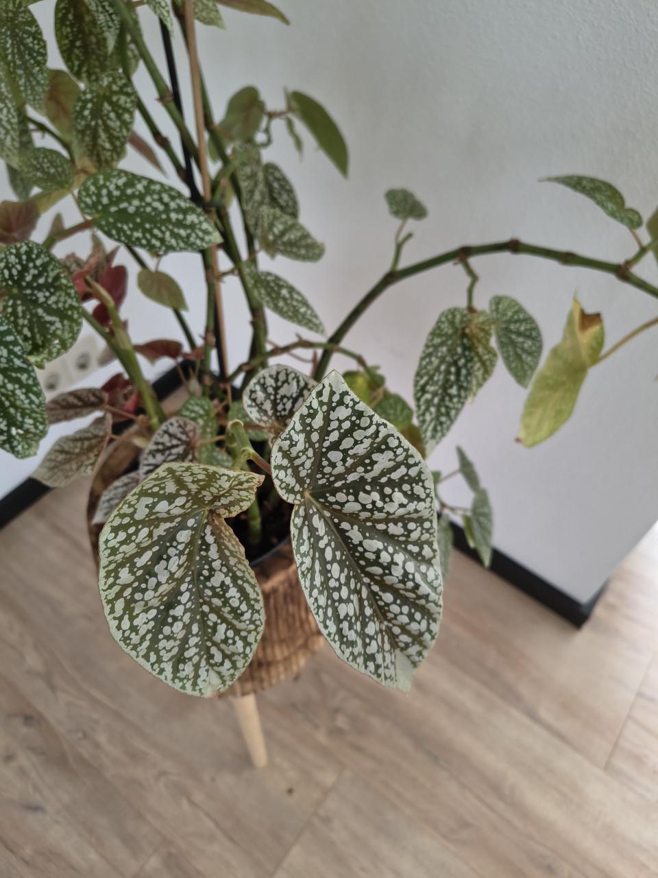 Plant met bloemetjes