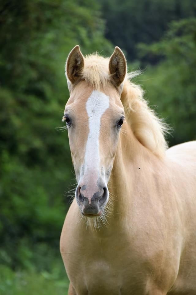 5-jarige Palomino PRE merrie