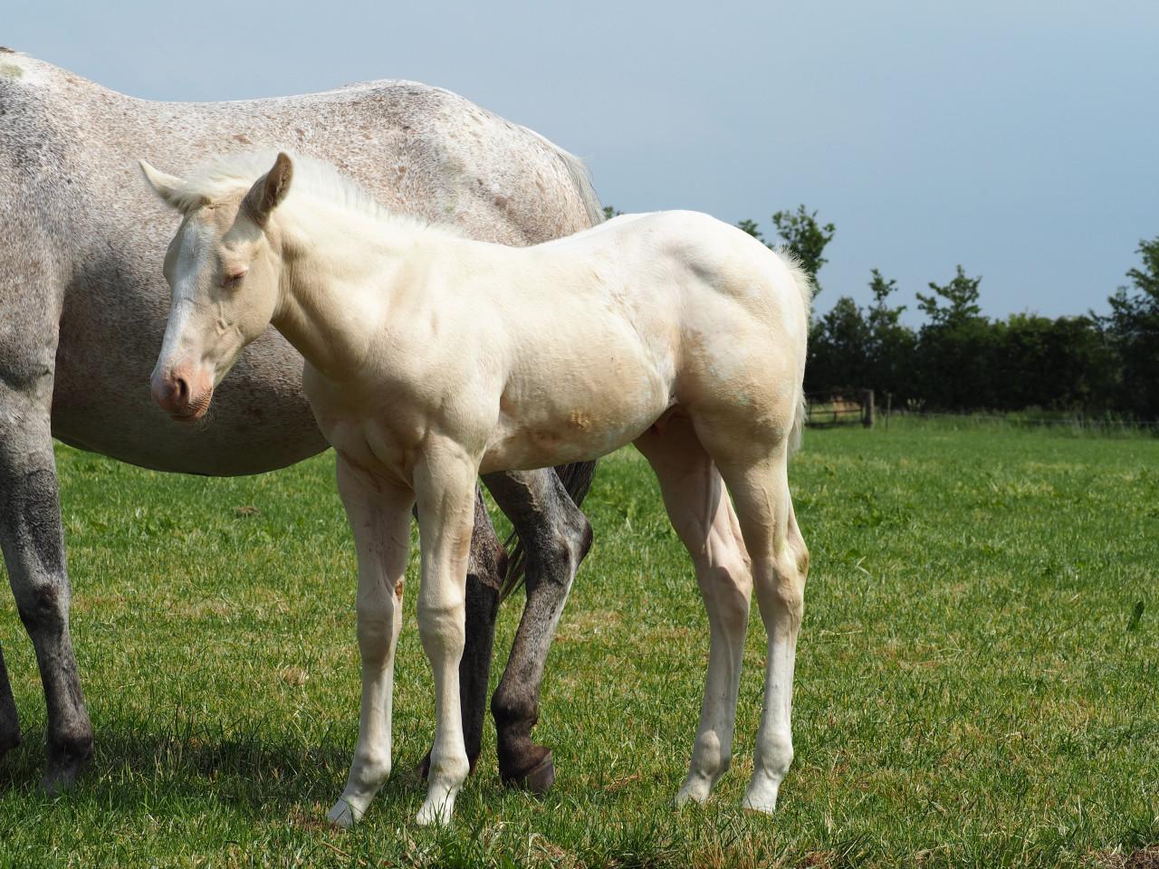 Te koop: Amerikaanse Appaloosa's