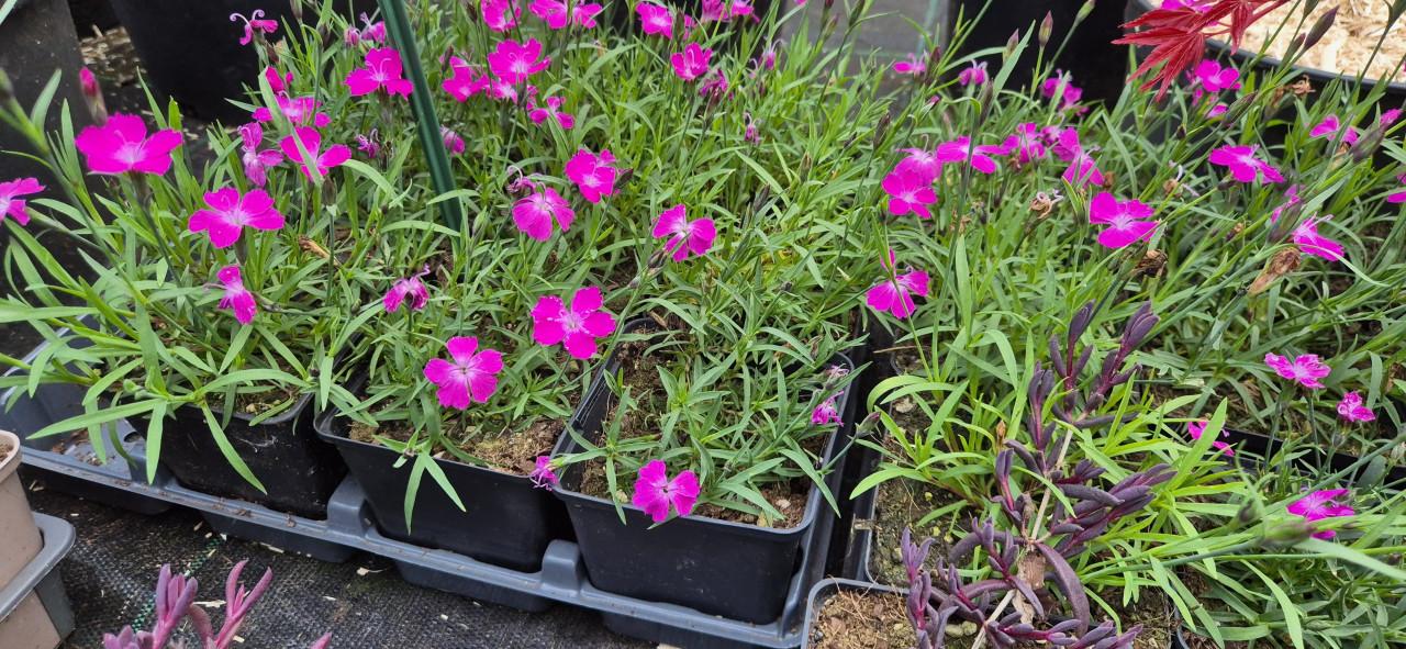 Vaste planten, verantwoord gekweekt