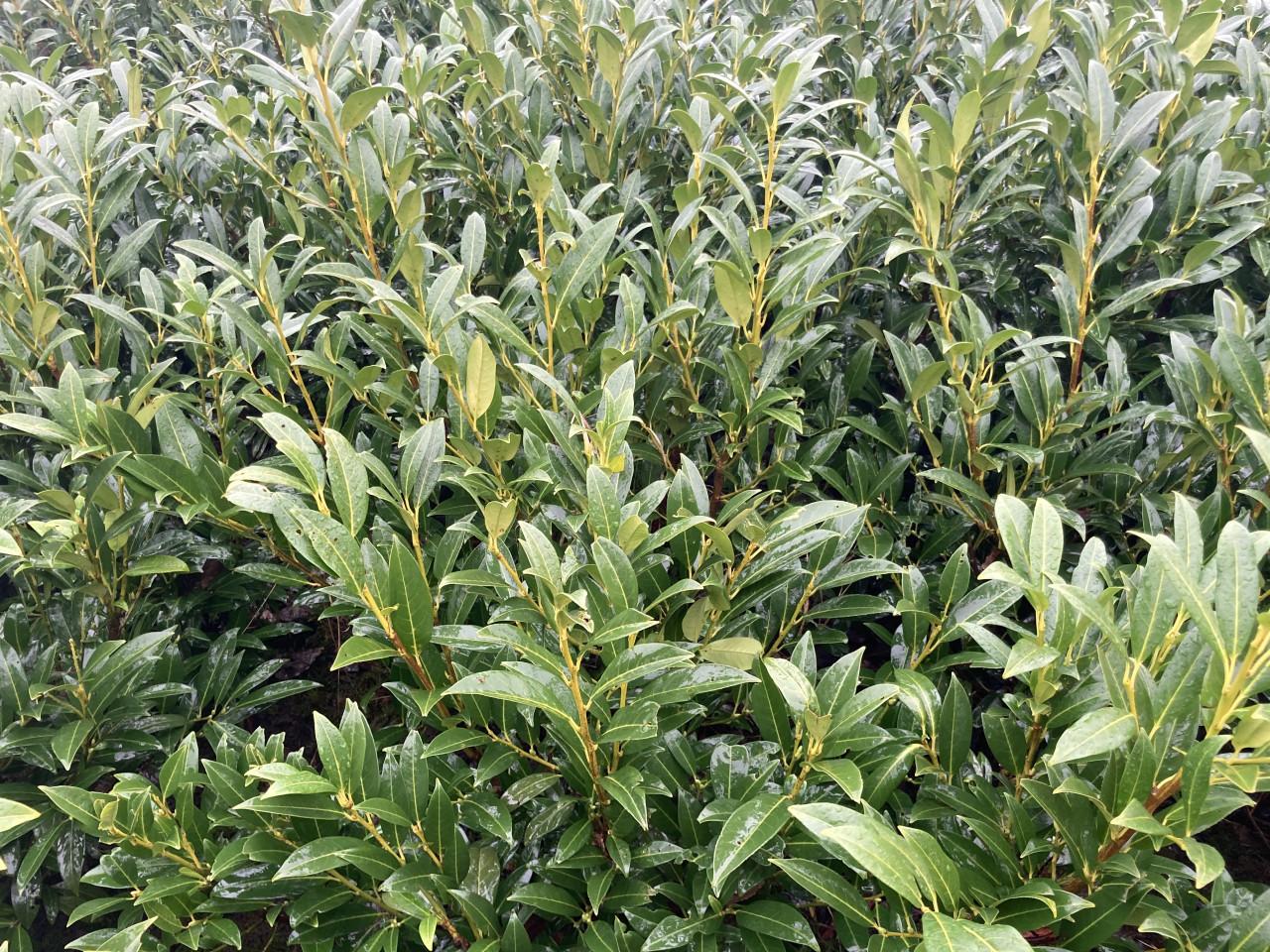 Laurierstruiken Prunus Herbergii