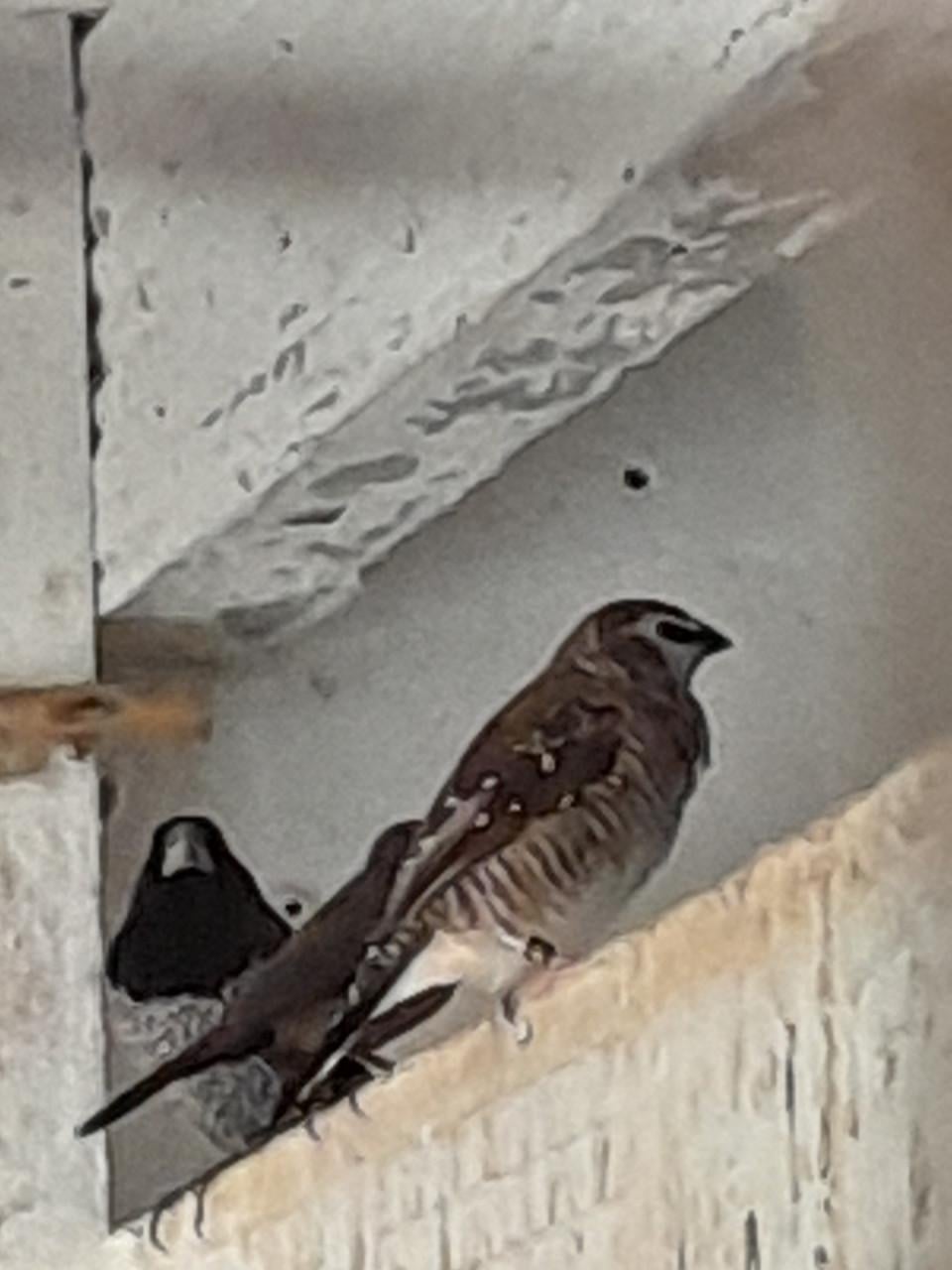 Voliere vogels en kwartels