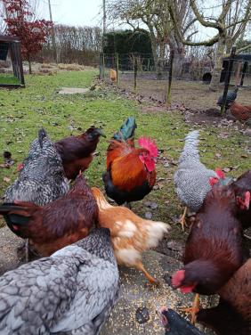 Prachtige hanen beschikbaar