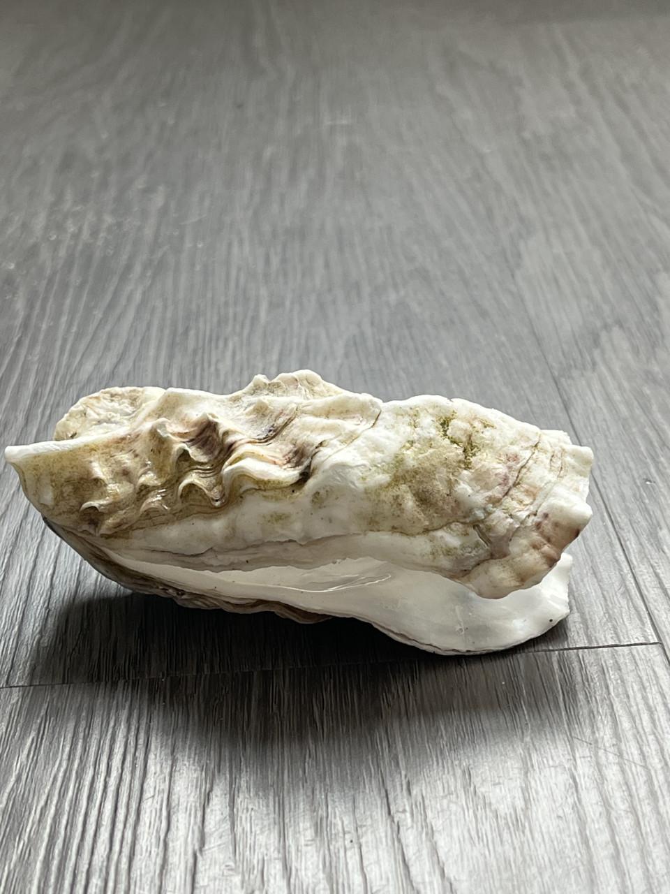 Oesterschelpen