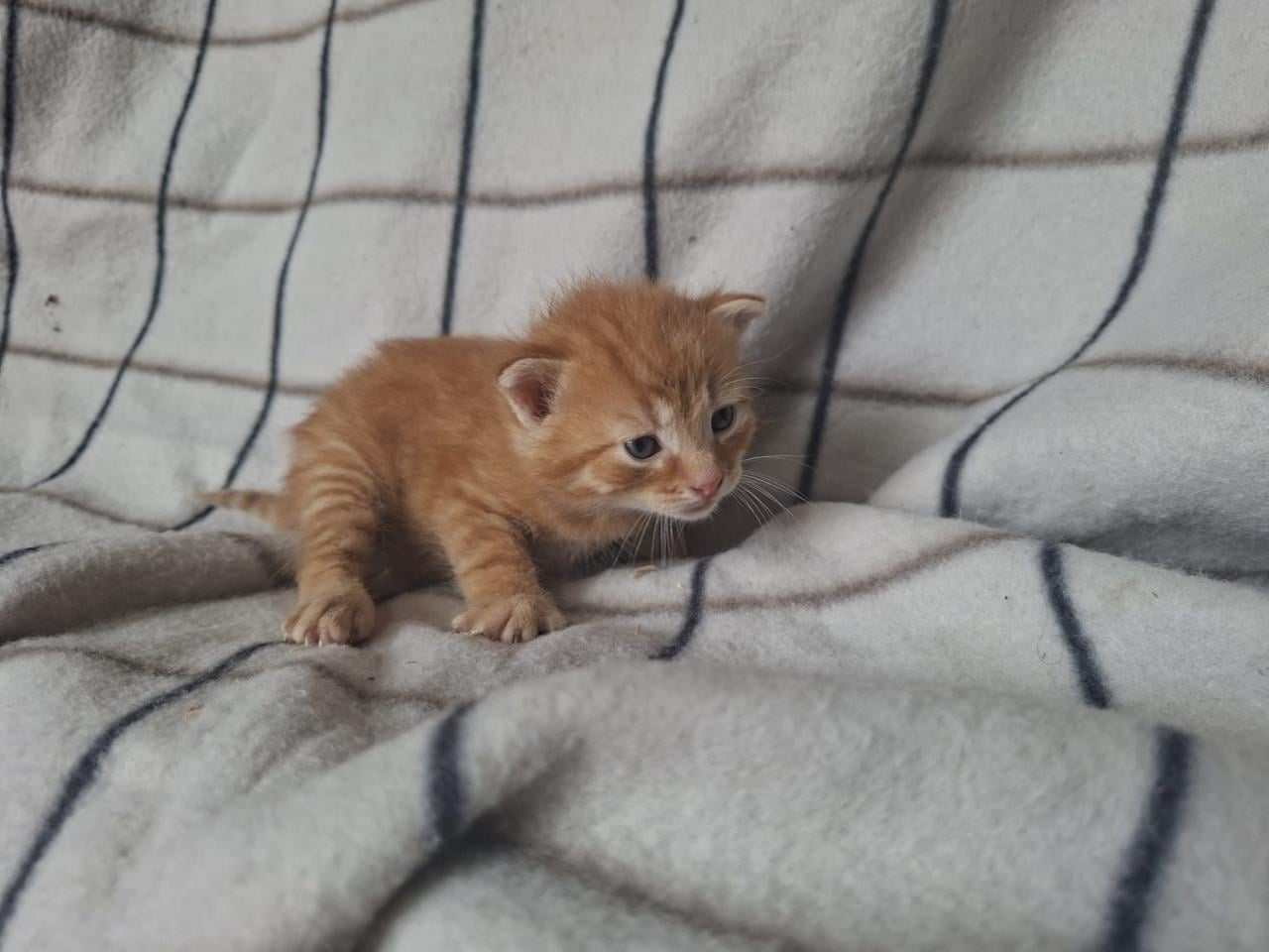 Mooie boerderij kitten