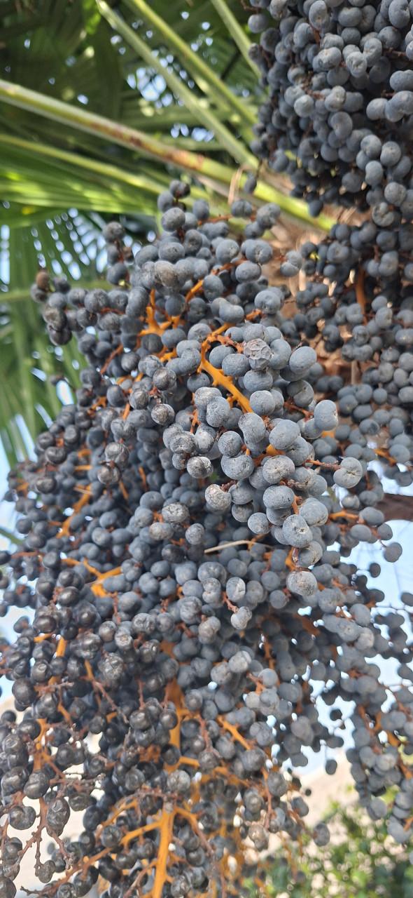 Palmboom zaad Fortuneipalm grote tros €10