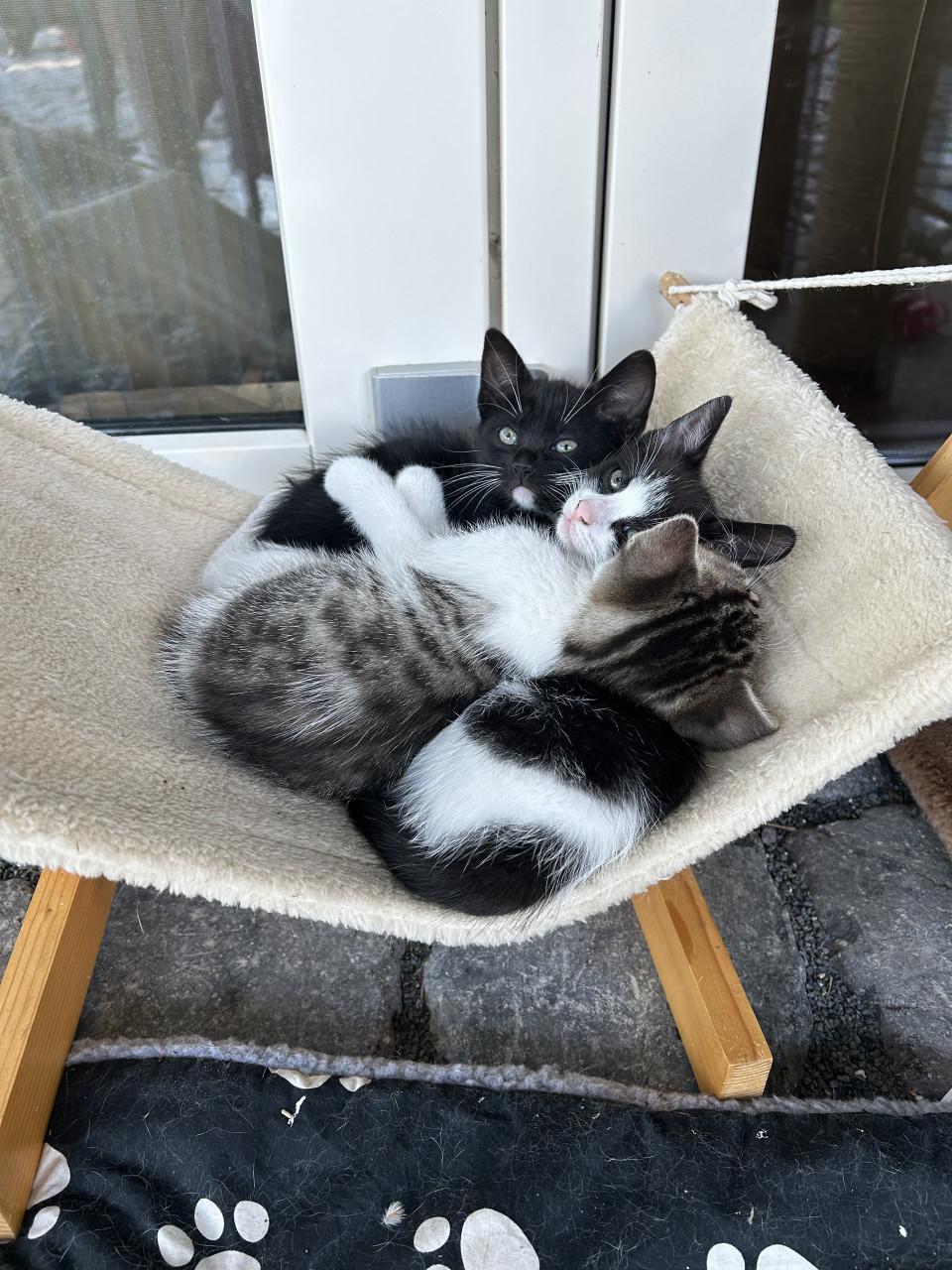 Lieve kittens 😻😻