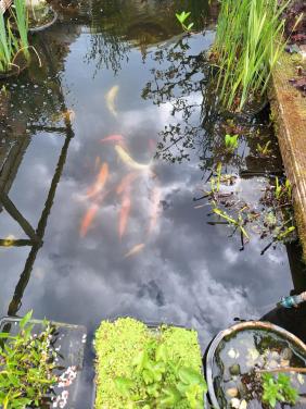 Gratis af te halen grote goud- en zilverwindes